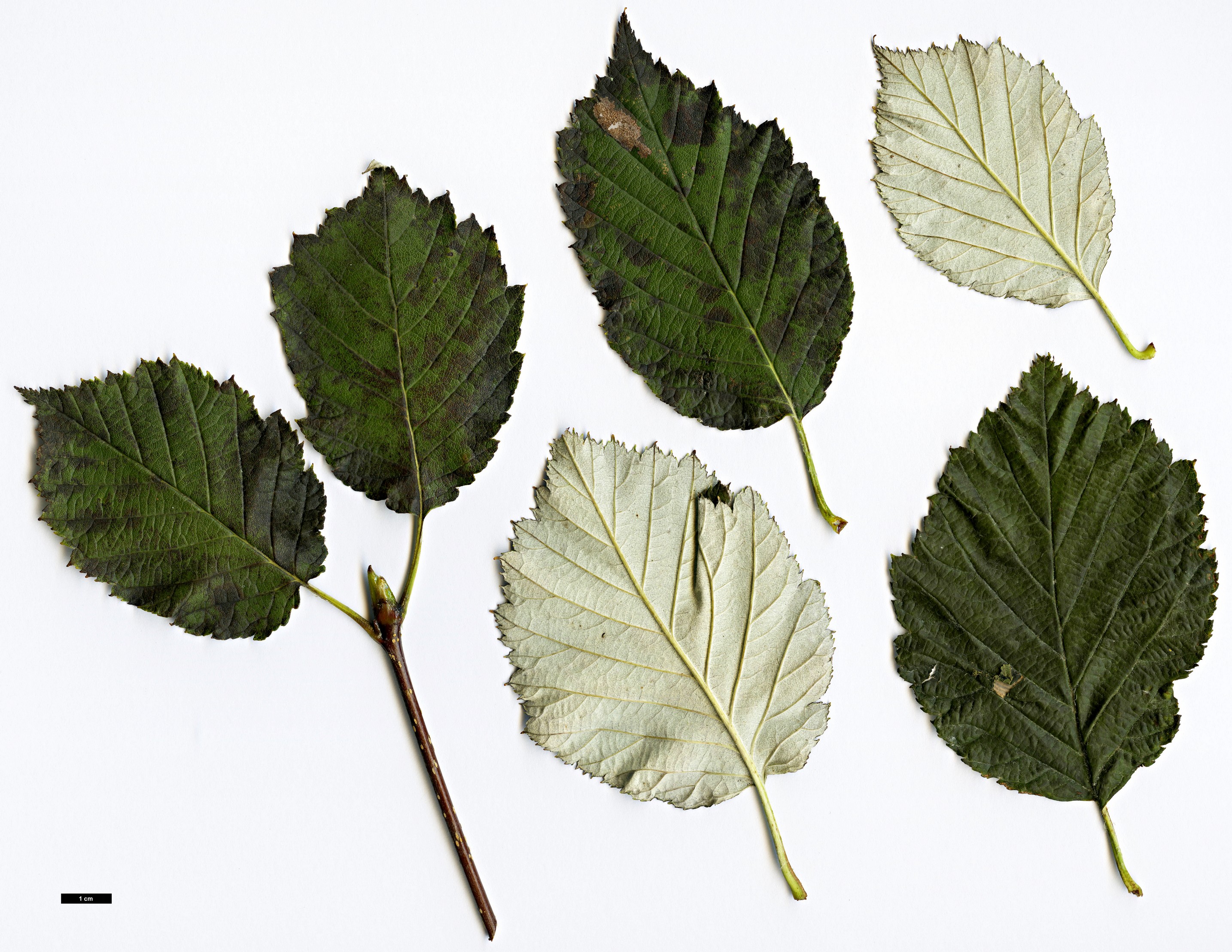 High resolution image: Family: Rosaceae - Genus: Sorbus - Taxon: japonica - SpeciesSub: var. calocarpa